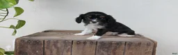 Cavalier King Charles Spaniel dogs for sale: Oreo - Ad 1