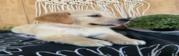 Golden Retriever dogs for sale: Grady - Ad 26