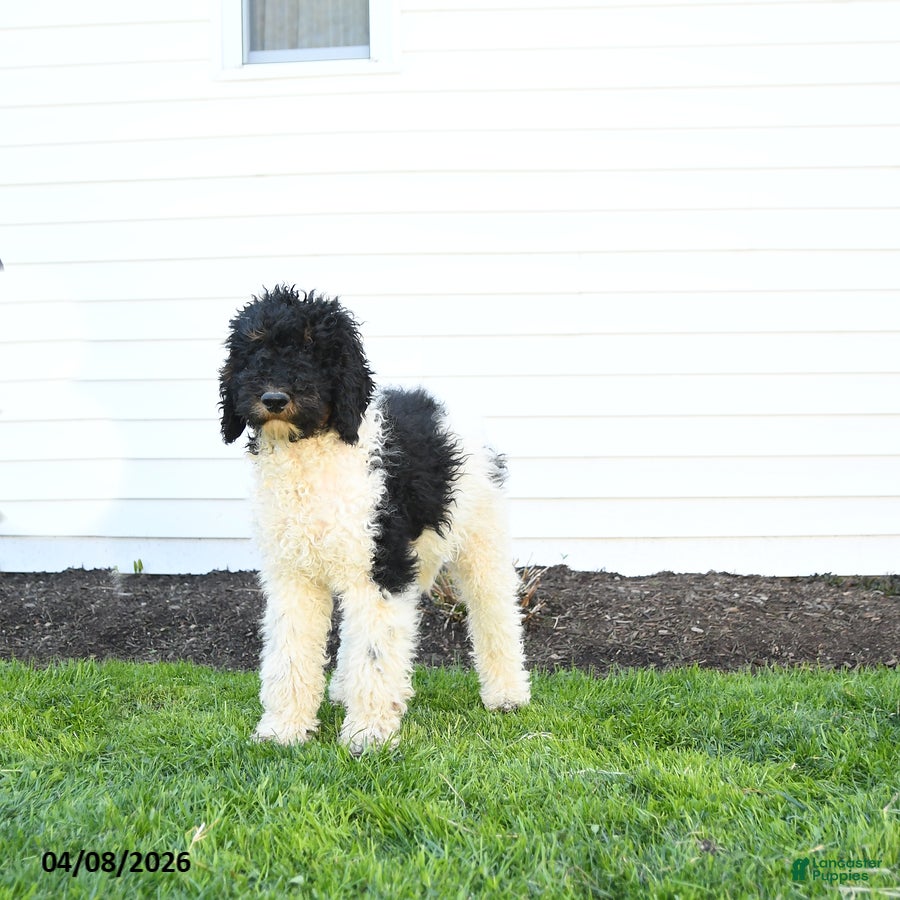 Standard Poodle dogs Murphy - Ad 2