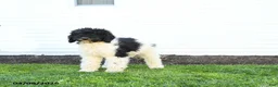 Standard Poodle dogs for sale: Murphy - Ad 2