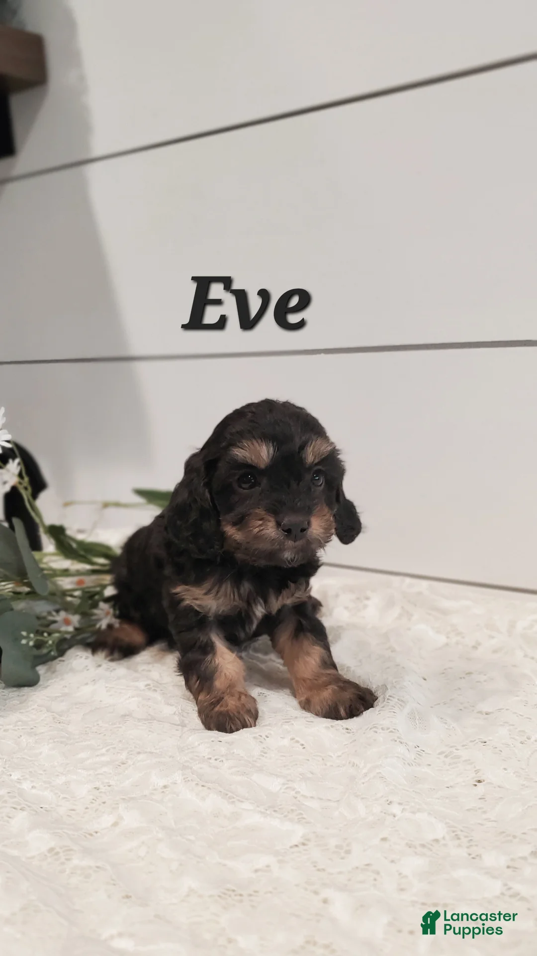 Cavapoo dogs for sale: Eve - Ad 2