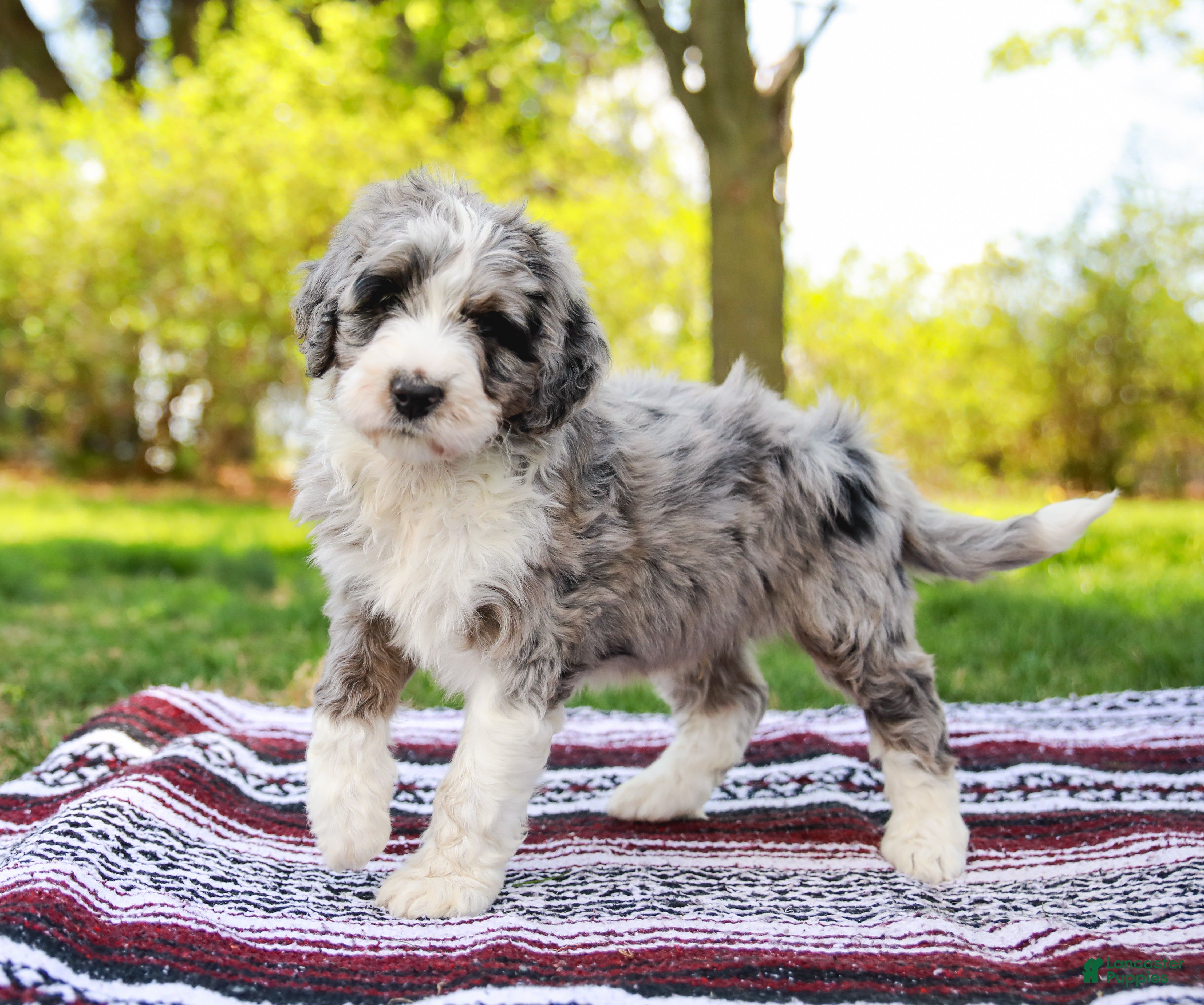 Aussiedoodle dogs Buster Standard - Ad 2
