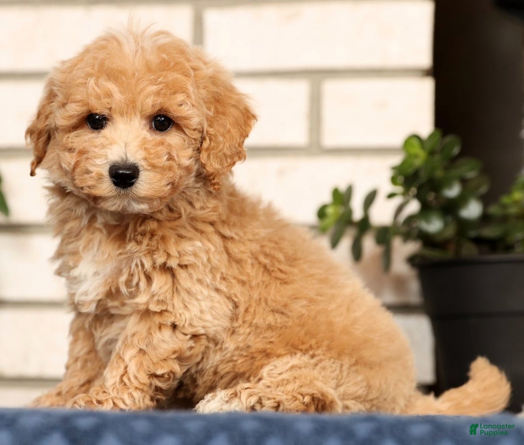 Bichpoo dogs for sale: Chase - Ad 2