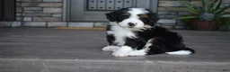 Mini Bernedoodle dogs for sale: Cuddles - Ad 6