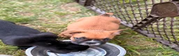 French Bulldog dogs for sale: Boxer Puppy 5 - Ad 5