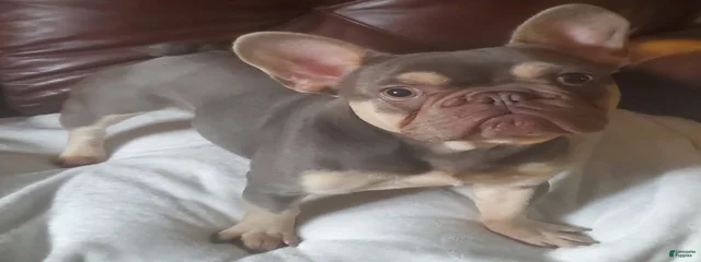 Rocky