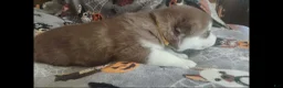 Alaskan Malamute dogs for sale: Meet Jinx, she is an akc Alaskan Malamute female. Red and white. She is looking for some to cuddle with her - Ad 7