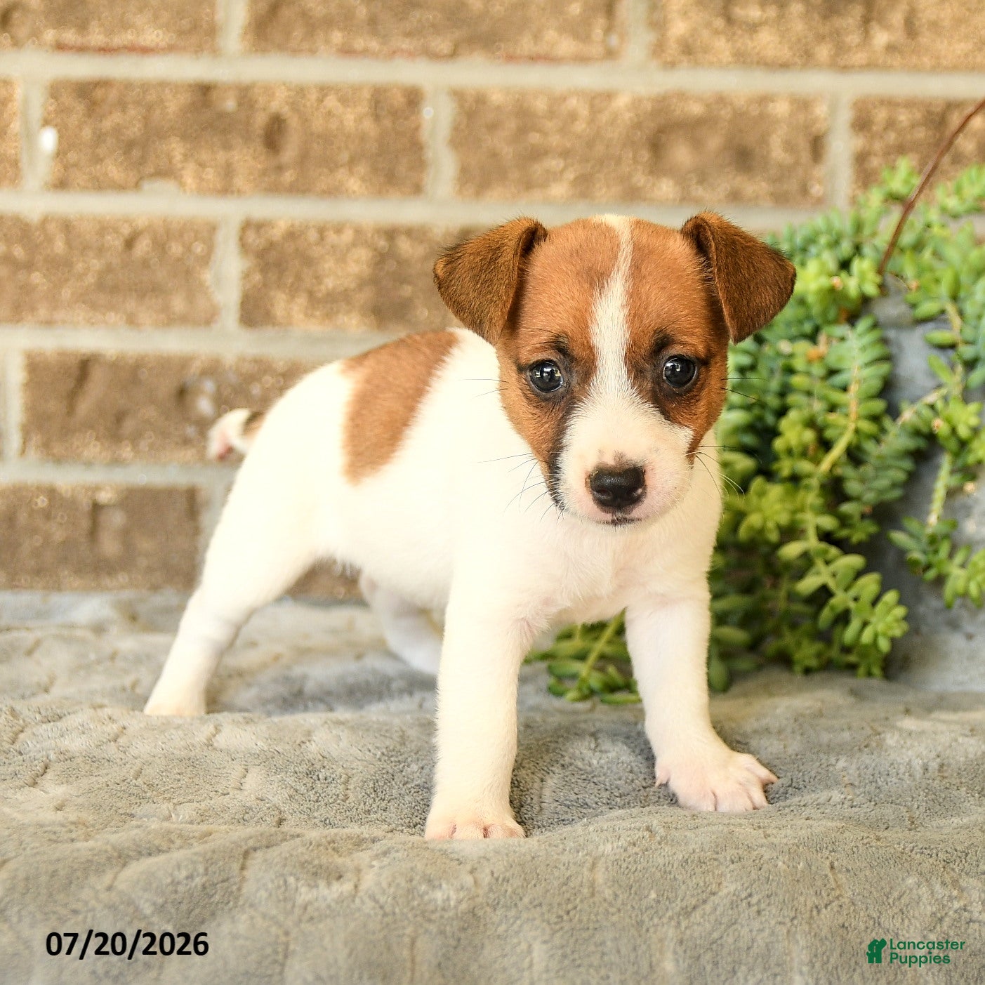 Jack Russell Terrier dogs Gianni - Ad 1