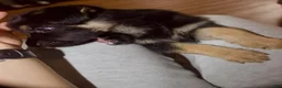 Gerberian Shepsky dogs for sale: Valkyrie - Ad 3