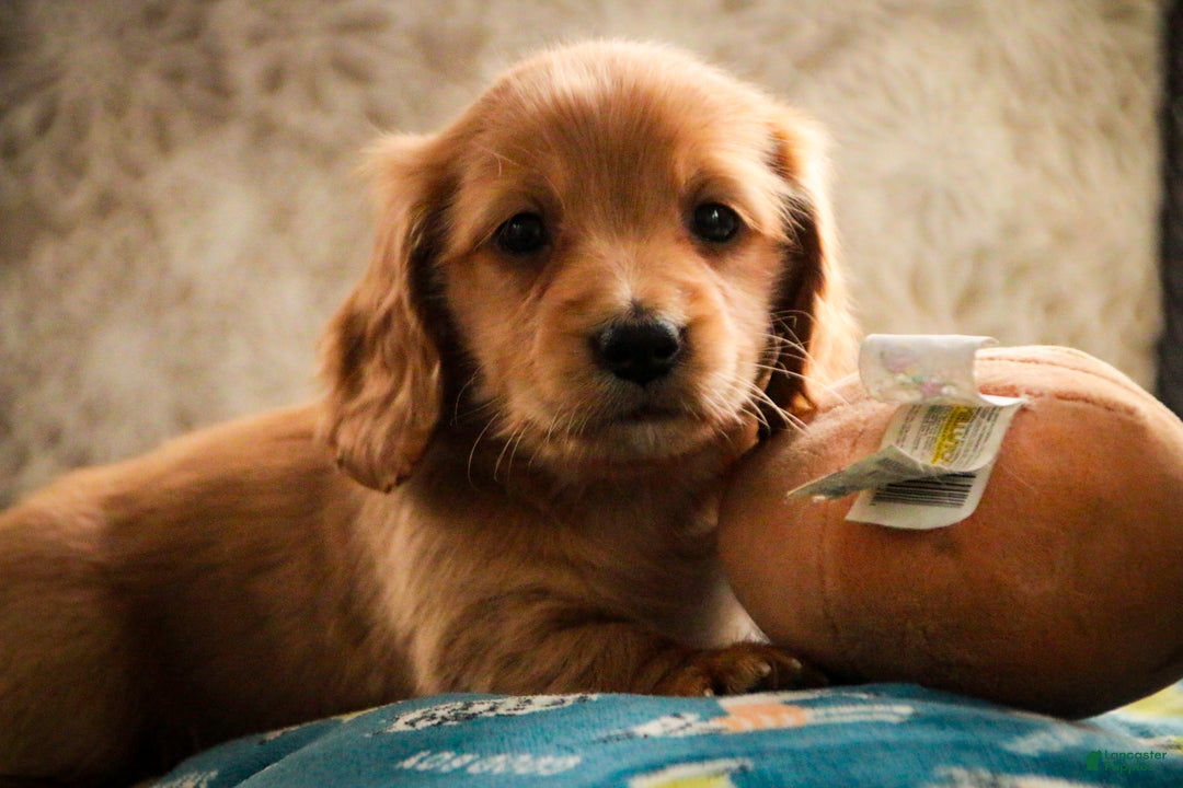 Miniature Dachshund dogs for sale: Snowflake - Ad 4