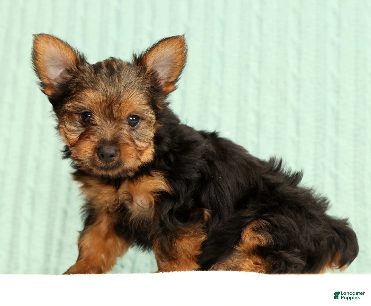 Yorkshire Terrier dogs Tinker - Ad 1
