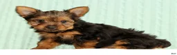 Yorkshire Terrier dogs for sale: Tinker - Ad 1