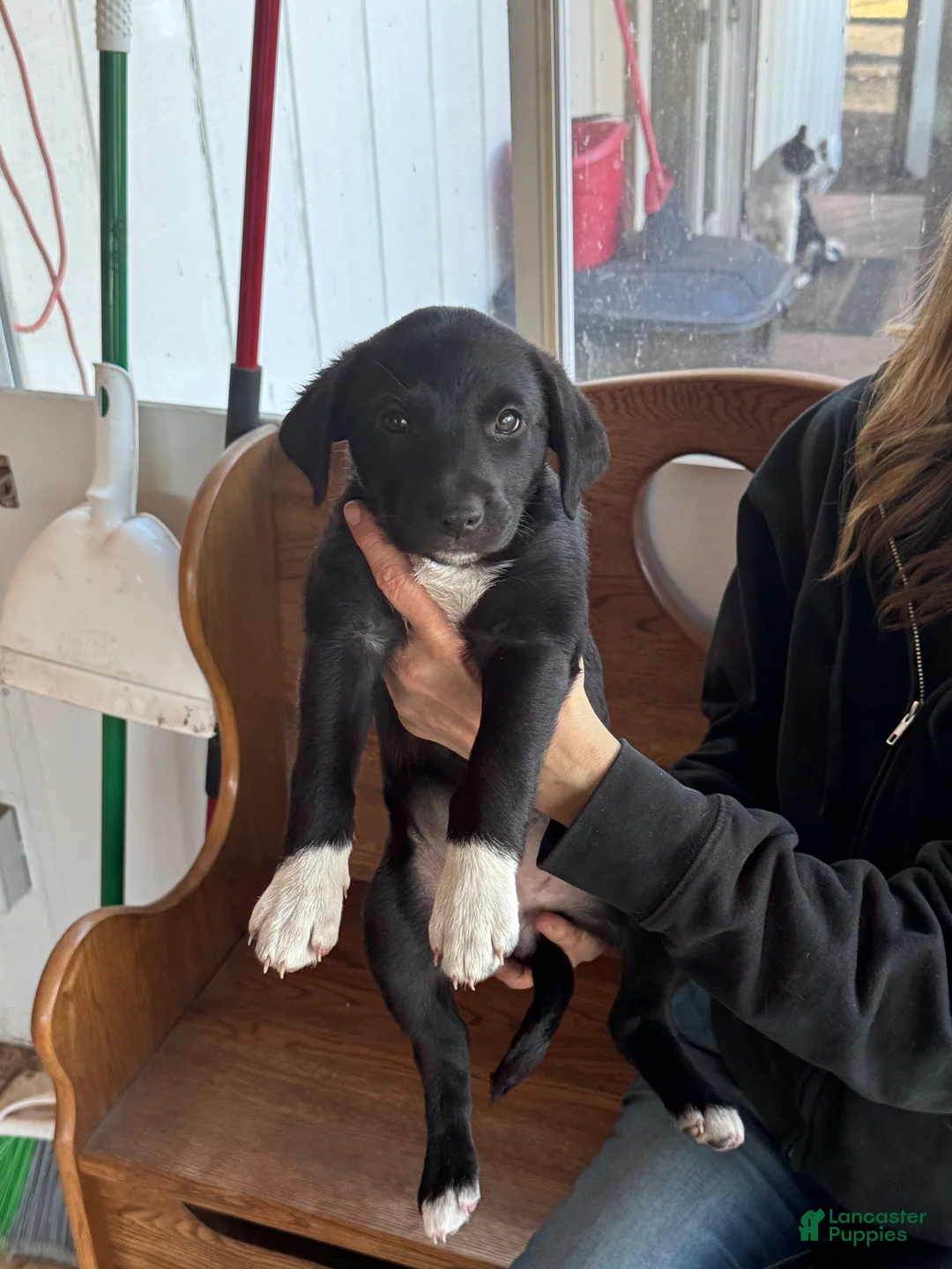 Mixed Breed dogs for sale: Socks - Ad 2