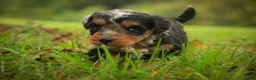 Mini Bernedoodle dogs for sale: Maple F1 Mini Bernedoodle  - Ad 2