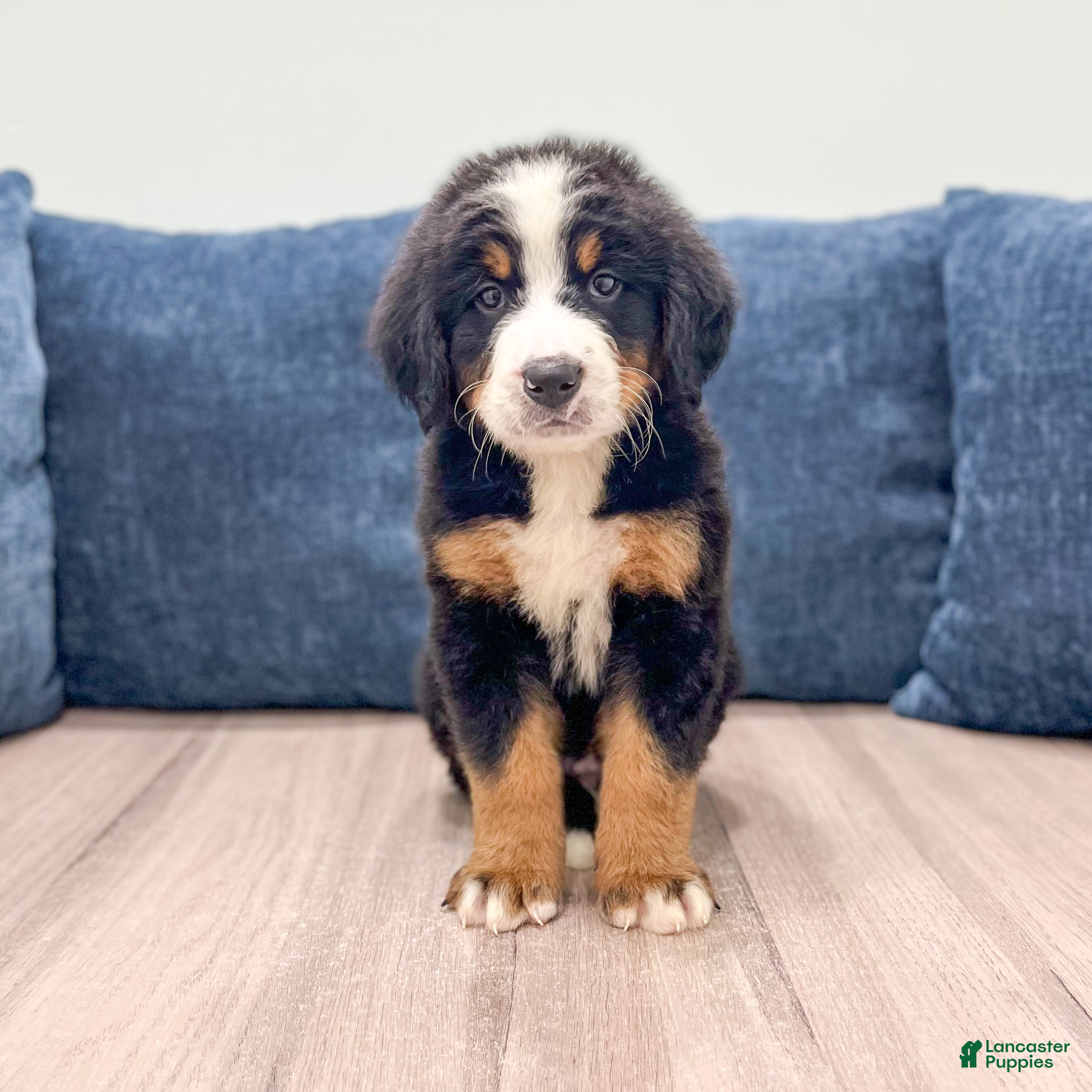 Bernese Mountain Dog dogs Ivan - Ad 1