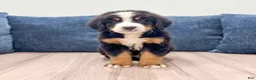 Bernese Mountain Dog dogs for sale: Ivan - Ad 1