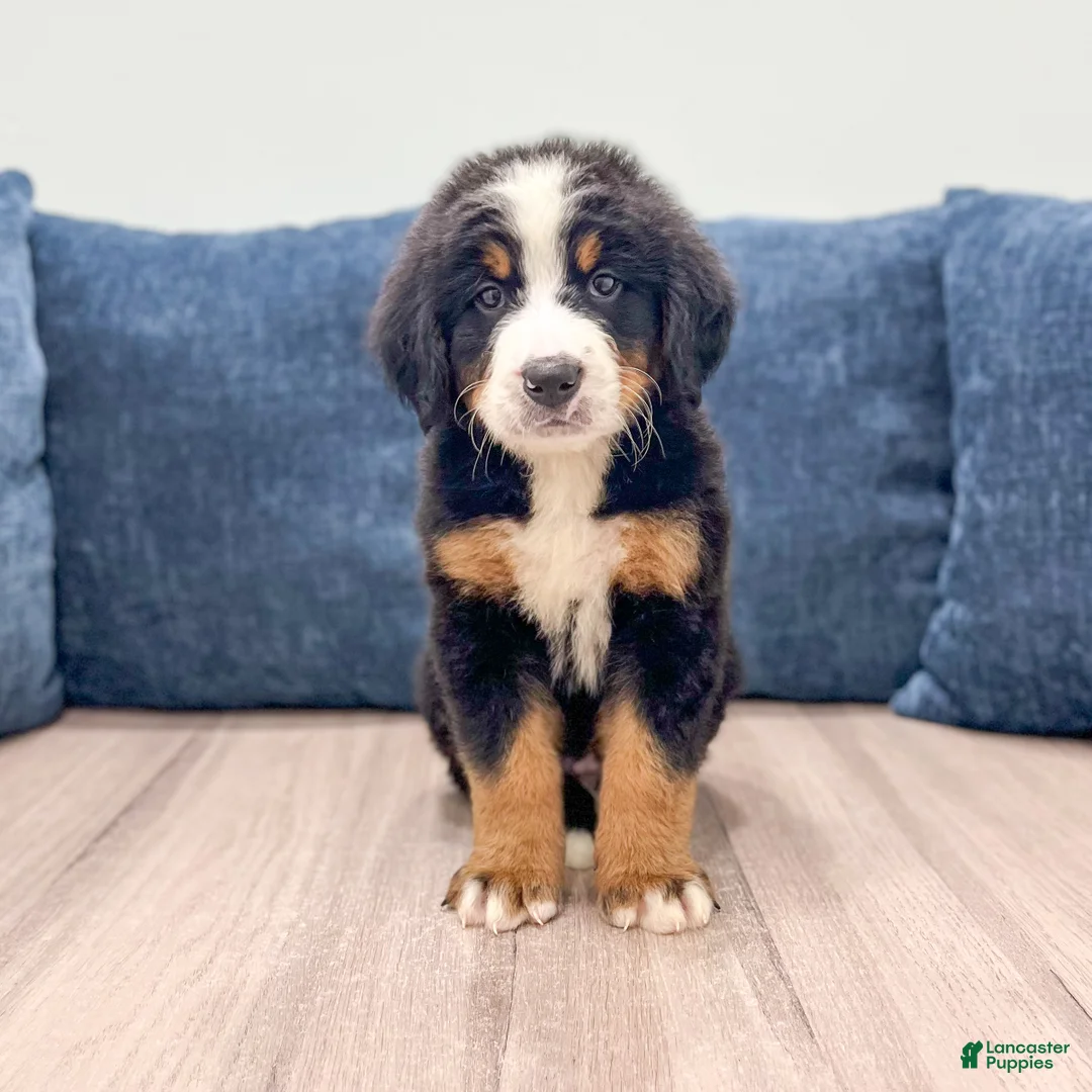Bernese Mountain Dog dogs for sale: Ivan - Ad 1