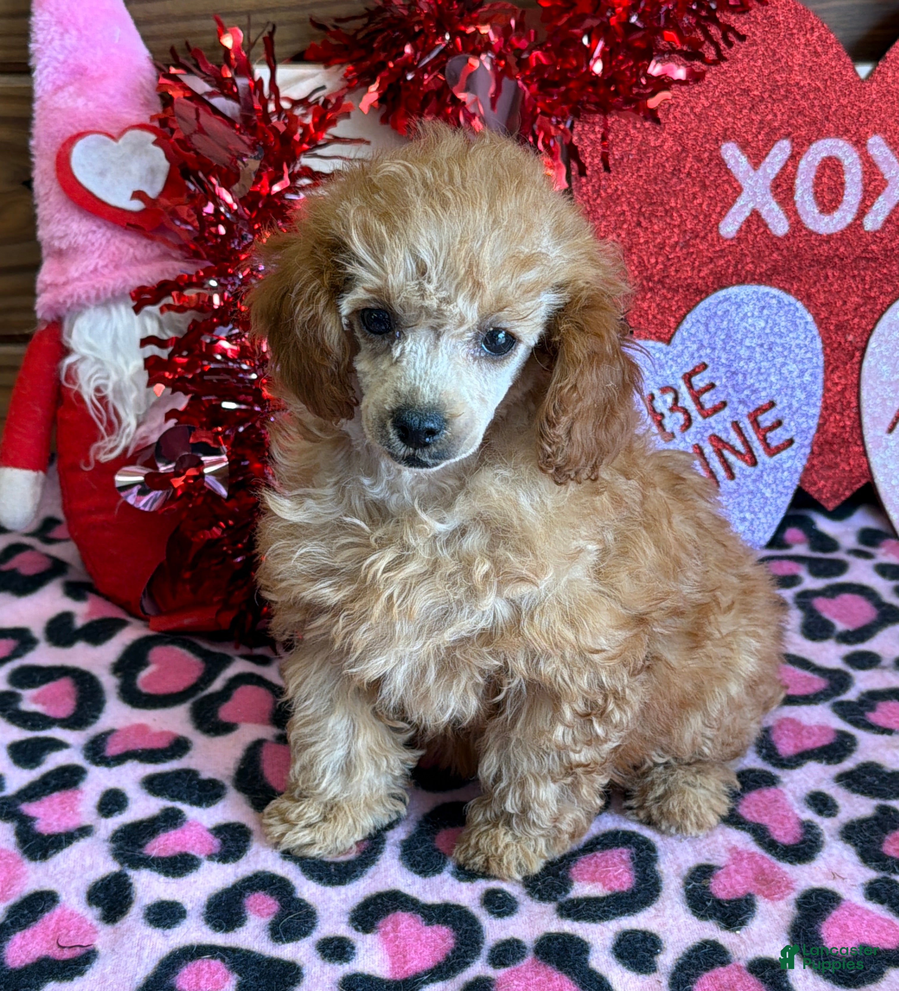 Toy Poodle dogs Gloria - Ad 23