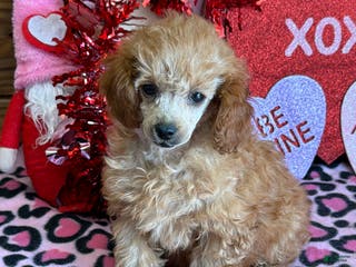 Toy Poodle dogs Gloria - Ad 27