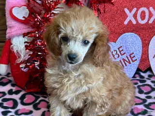 Toy Poodle dogs Gloria - Ad 30