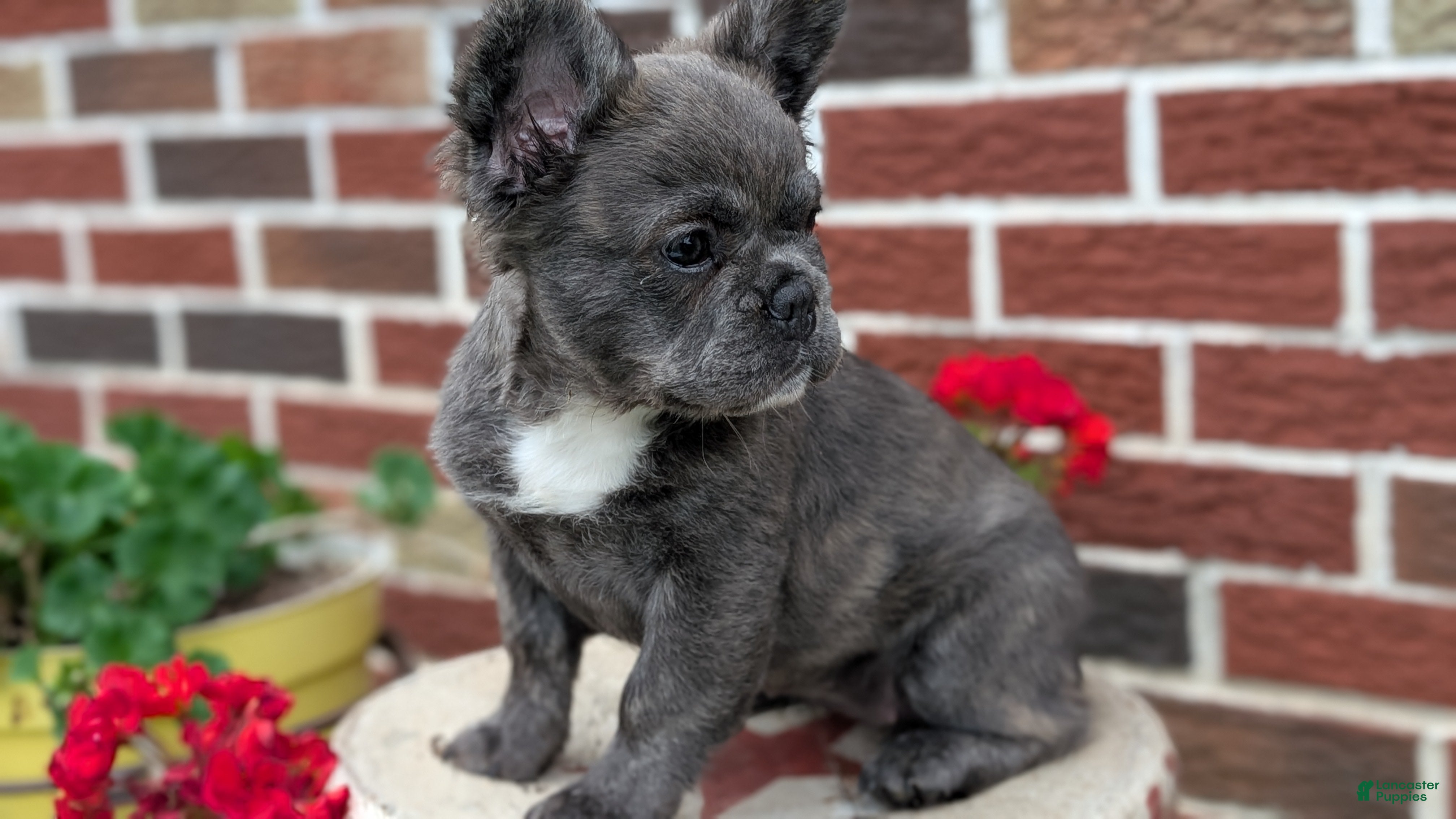 French Bulldog dogs Elle - Ad 2