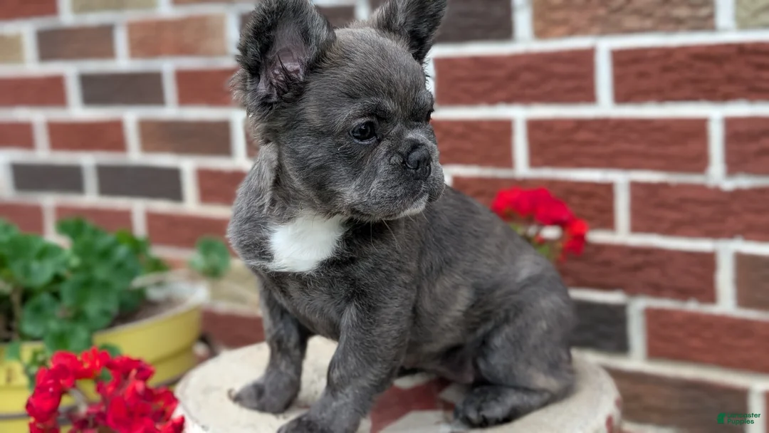 French Bulldog dogs for sale: Elle - Ad 2