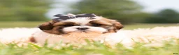 Shih Tzu dogs for sale: Gus Gus - Ad 2