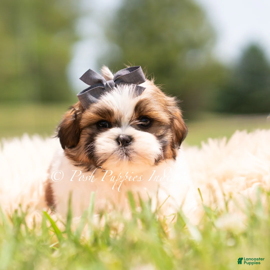 Shih Tzu dogs for sale: Gus Gus - Ad 2