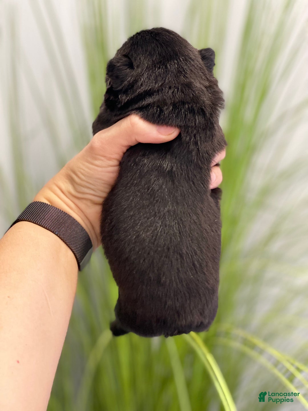 French Bulldog dogs for sale: Fauna - Ad 2