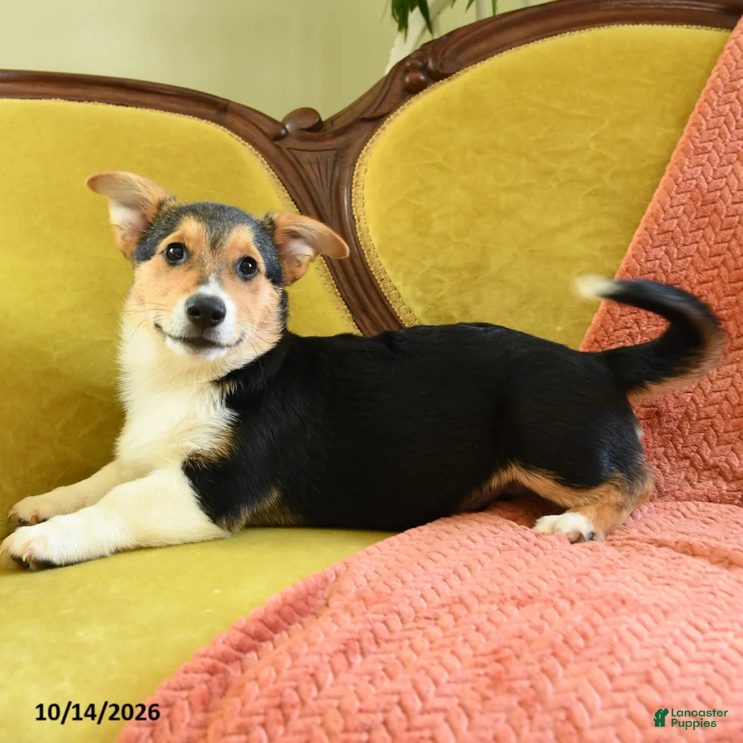 Welsh Corgi Pembroke dogs for sale: Champ  - Ad 2
