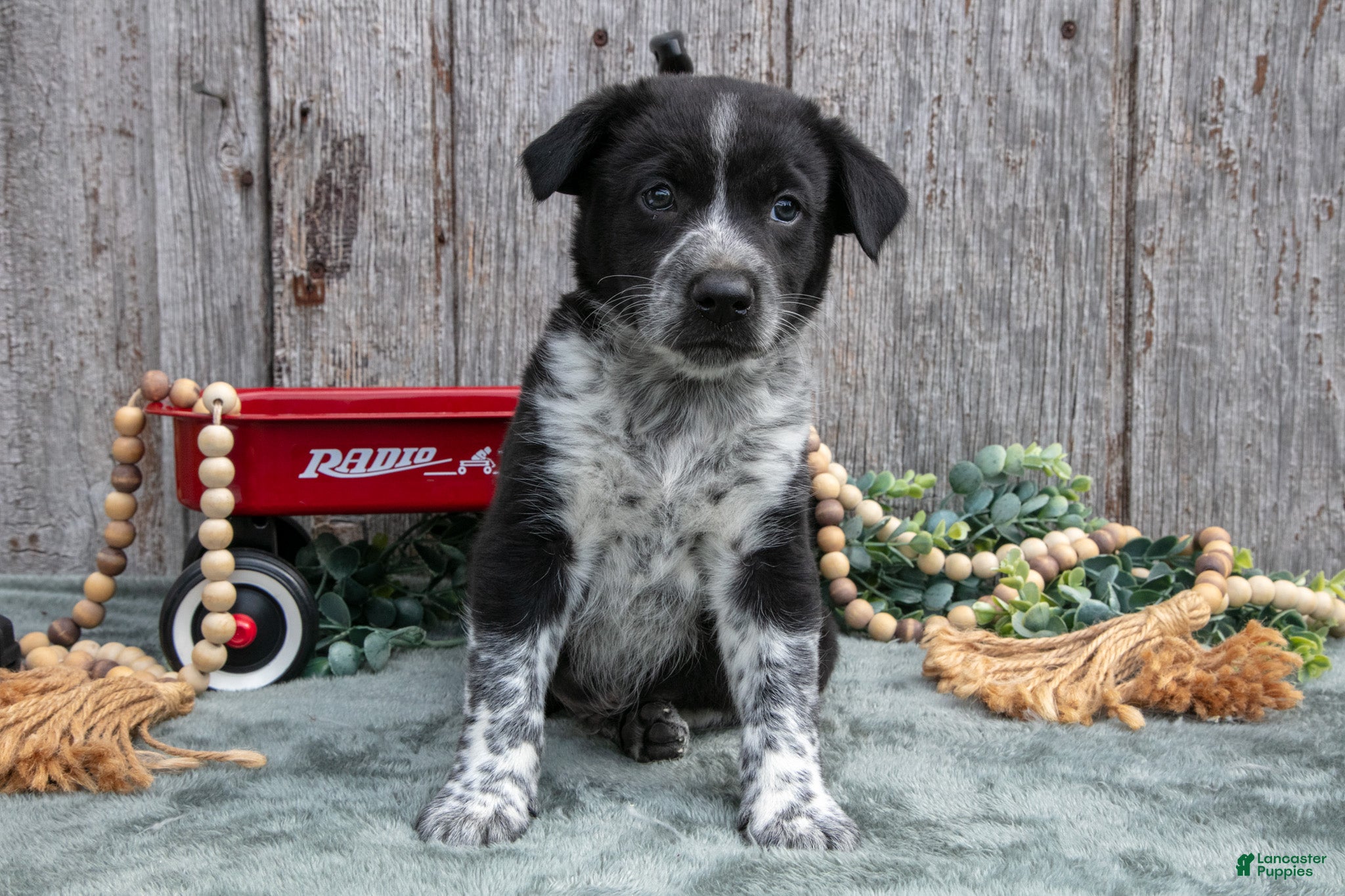 Mixed Breed dogs Stewie - Ad 1