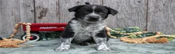 Mixed Breed dogs for sale: Stewie - Ad 1
