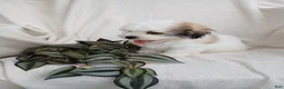 Teddy Bear dogs for sale: Connor - Ad 12