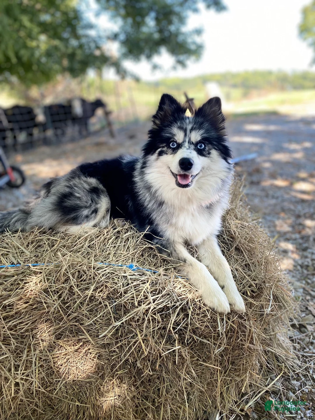 Pomsky dogs for sale: June Carter - Ad 10