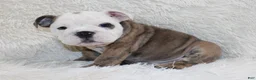 English Bulldog dogs for sale: Curry - Ad 9