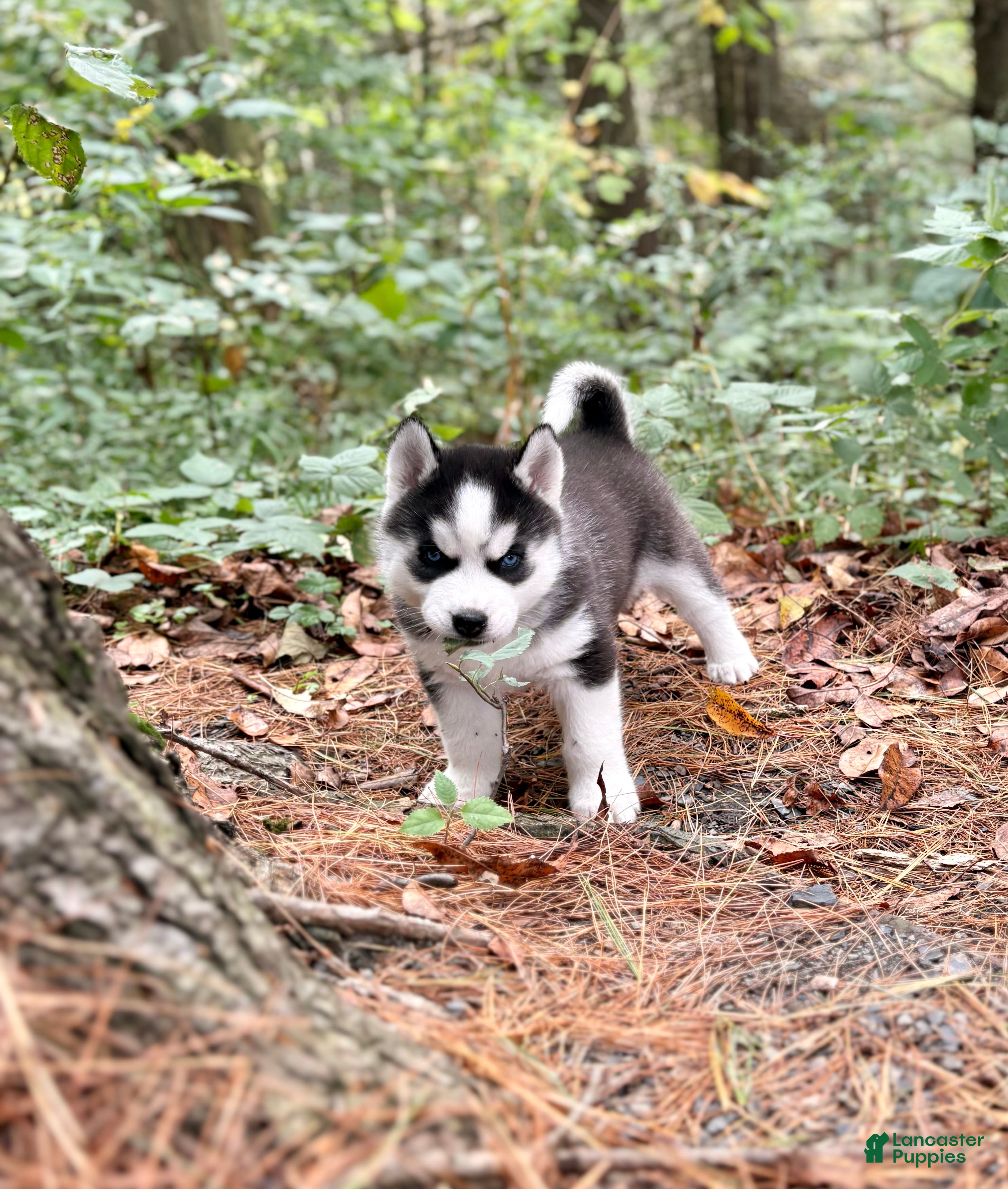 Siberian Husky dogs Bryce - Ad 1