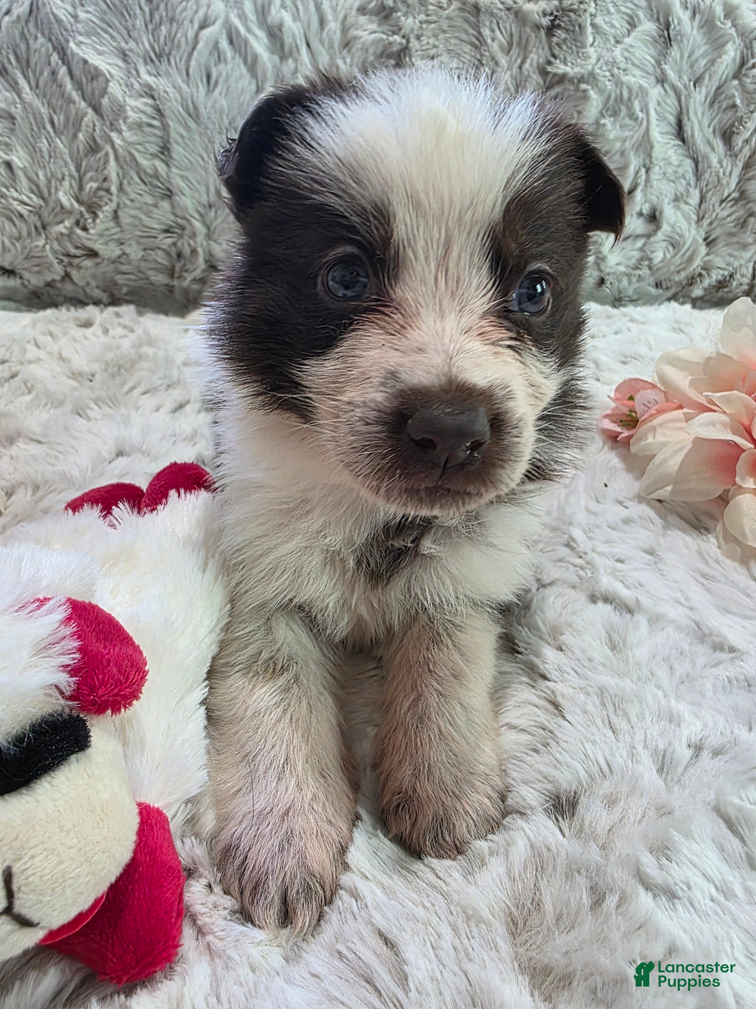 German Shepherd dogs AKC Liver Panda Female - Ad 2