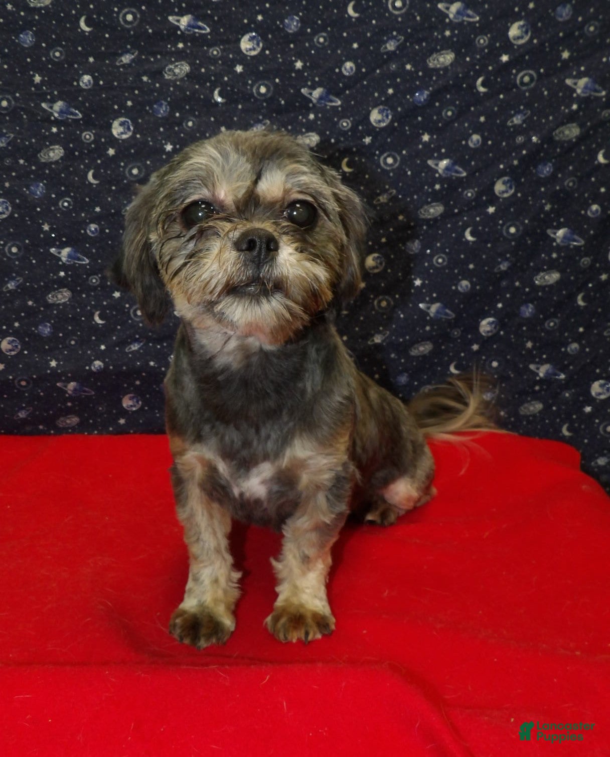 Teddy Bear dogs  Cocoa Puff - Ad 27