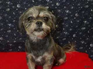 Teddy Bear dogs Cocoa Puff - Ad 27