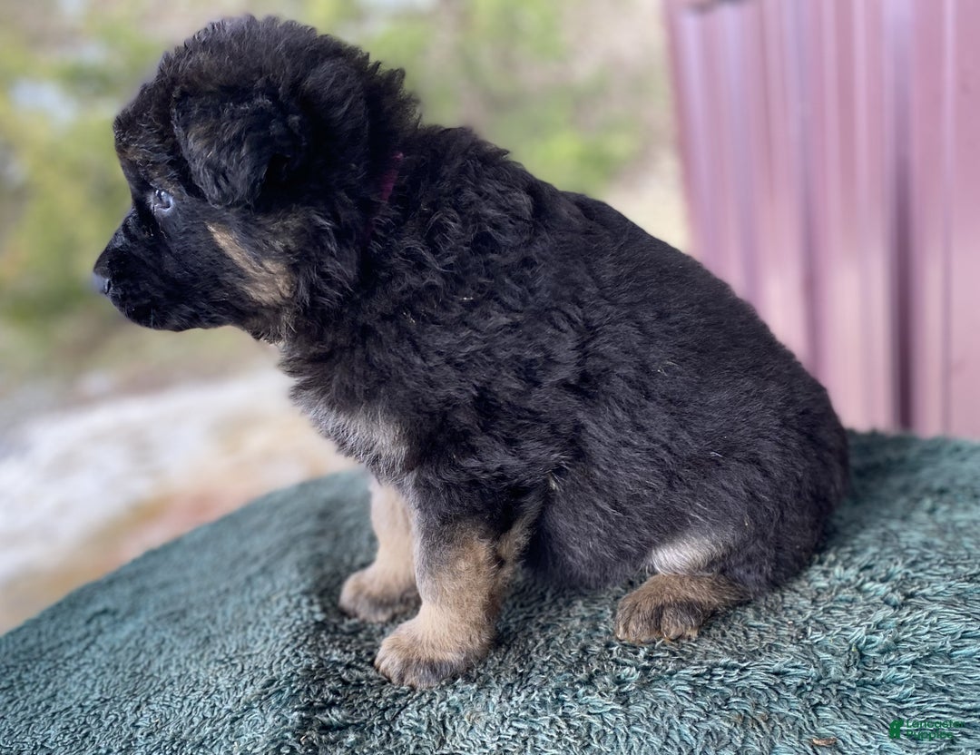 German Shepherd dogs for sale: German Shepherd Puppy 3 Molly - Ad 3