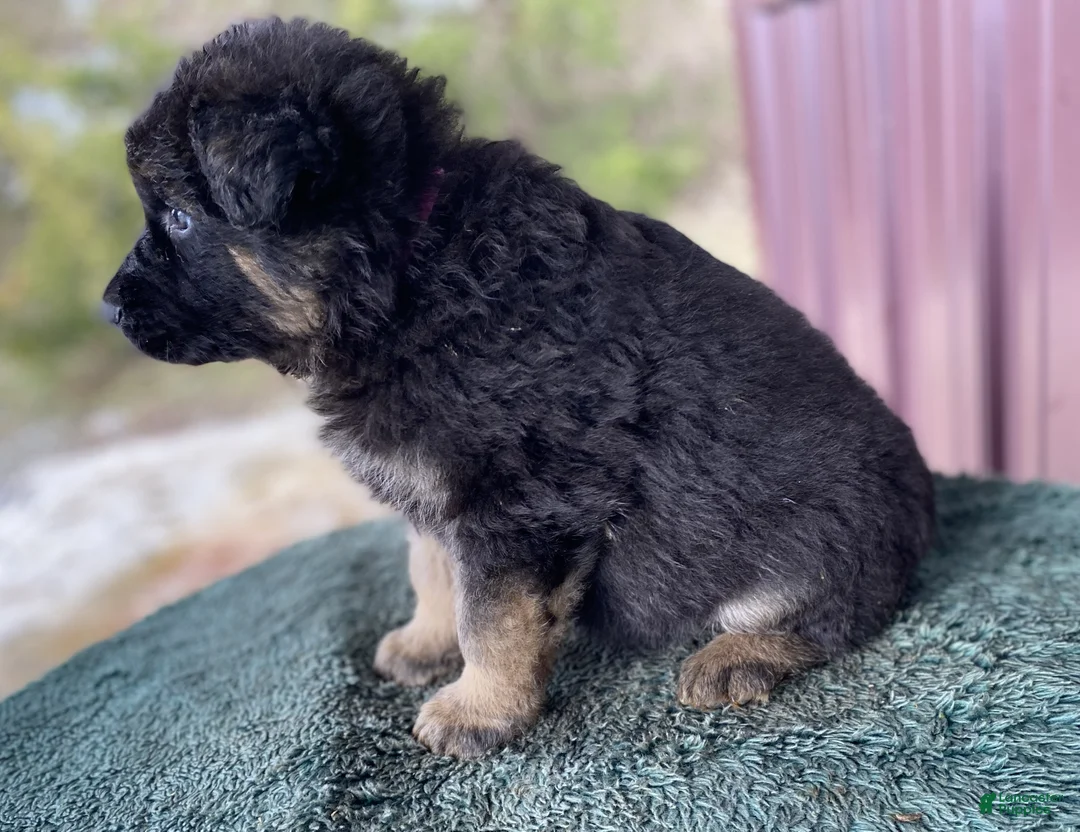 German Shepherd dogs for sale: German Shepherd Puppy 3 Molly - Ad 3