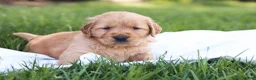 Golden Retriever dogs for sale: Golden Retriever Puppy 1 - Ad 3