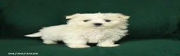 Maltese dogs for sale: James   - Ad 3