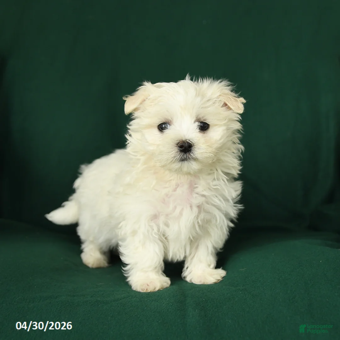 Maltese dogs for sale: James   - Ad 3