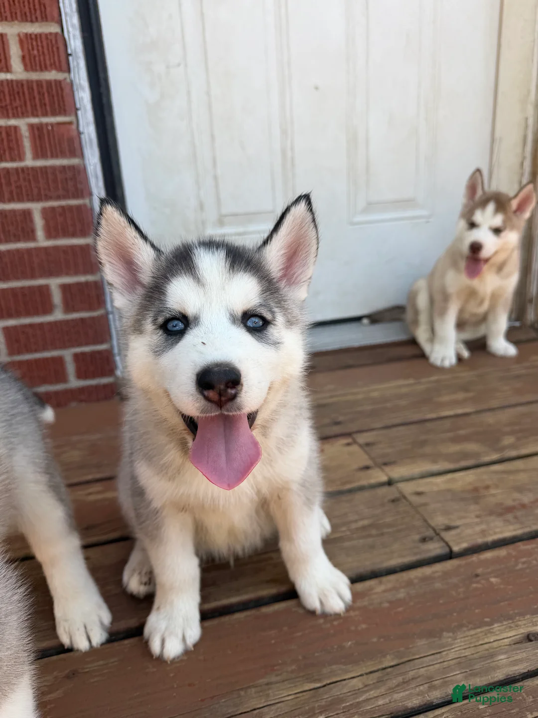 Siberian Husky dogs for sale: Zeek - Ad 2