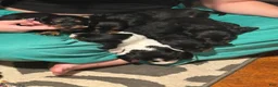 Miniature Dachshund dogs for sale: Miniature Dachshund 1 - Ad 21
