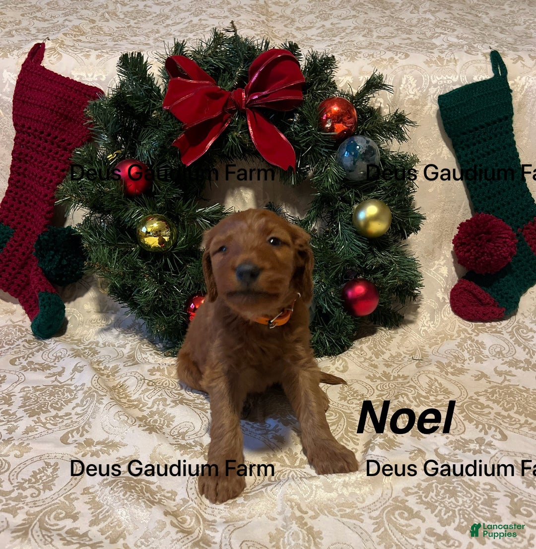 Irish Doodle dogs for sale: Noel - Ad 3