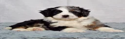 Bernedoodle dogs for sale: Waldo - Ad 4