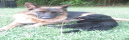 German Shepherd dogs for sale: German Shepherd 7 - Ad 4