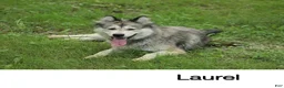 Mixed Breed dogs for sale: Mixed Breed 1 - Ad 1